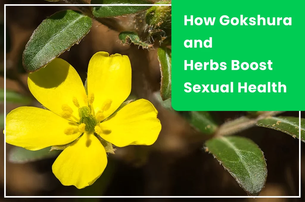 How Herbs Like Gokshura Improve Sexual Health