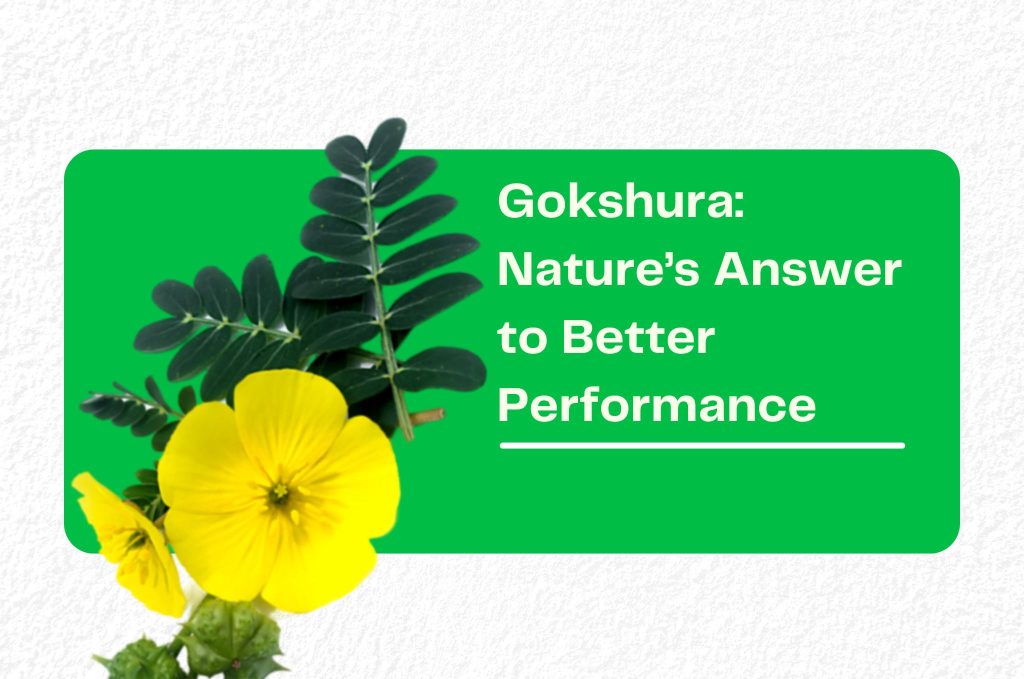 Gokshura: Nature’s Answer to Better Performance