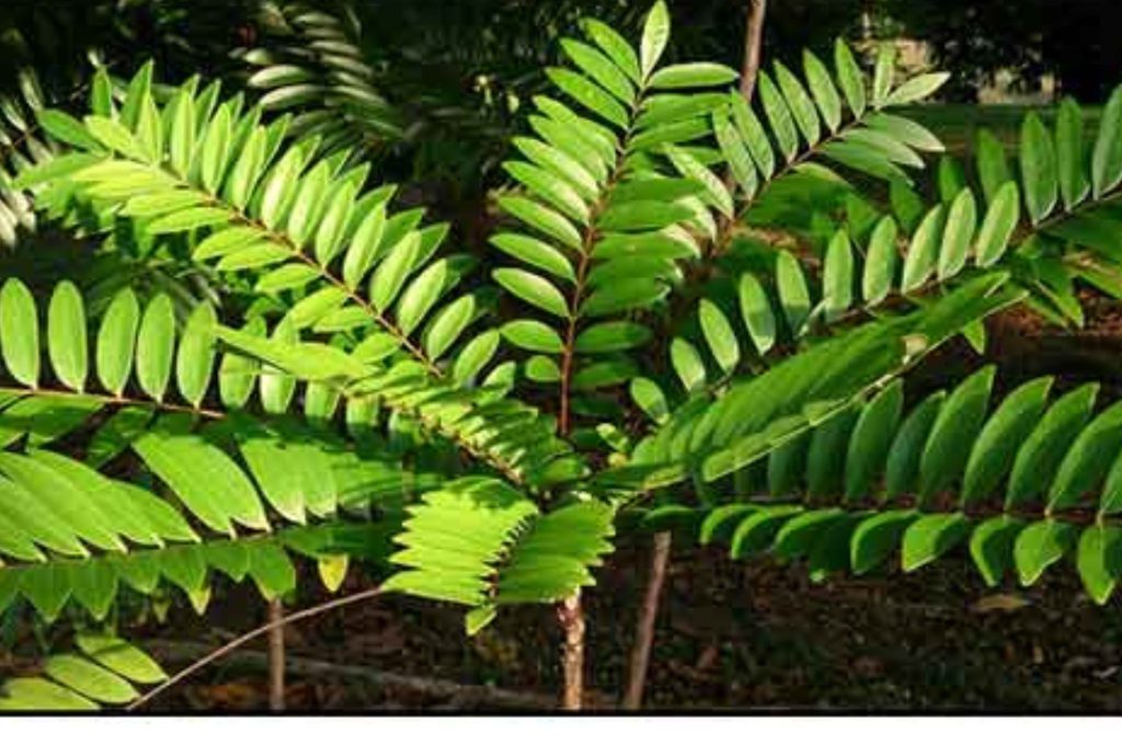 Tongkat Ali: The Herbal Boost for Male Wellness