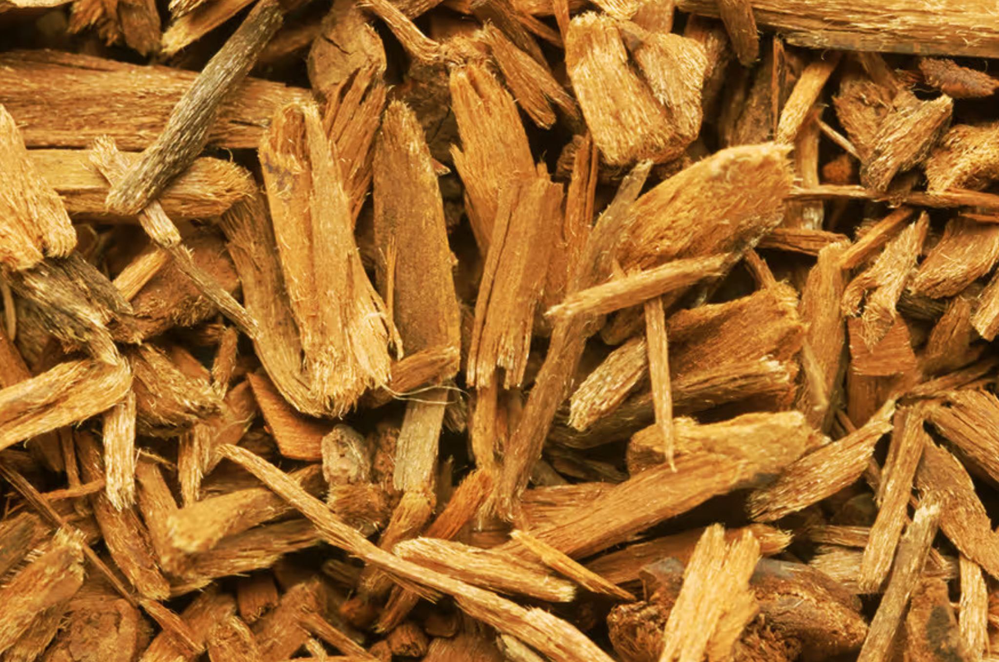 Yohimbe: The Herbal Solution for Improved Performance