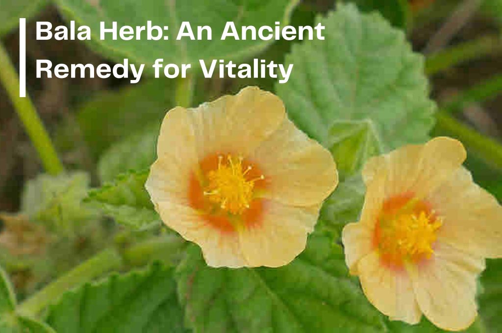Bala Herb: An Ancient Remedy for Vitality